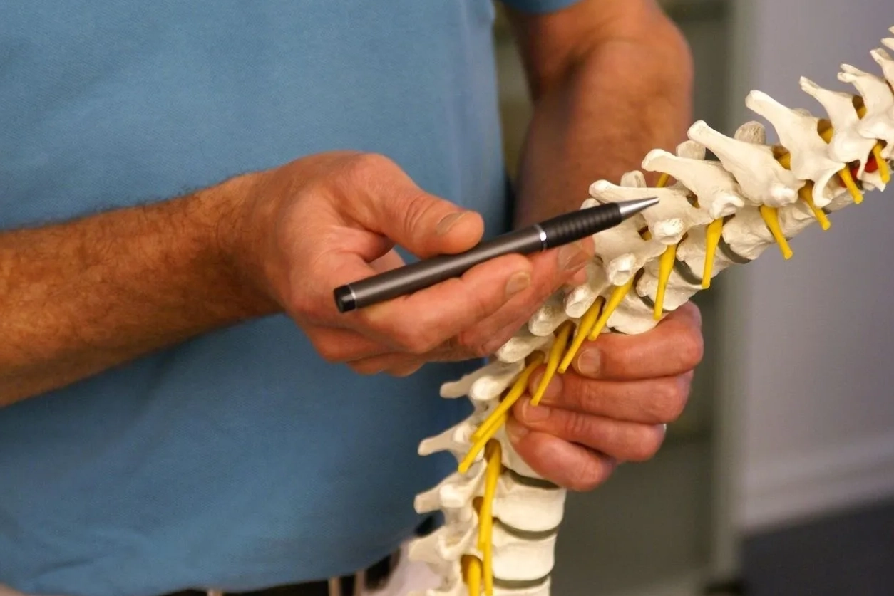 A man holding up a model of the spine.